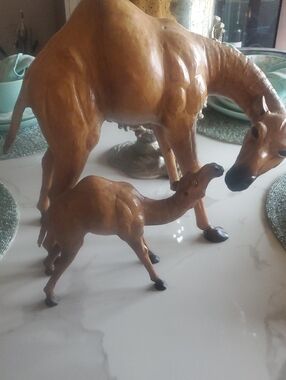 Camel Pair